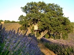 Tree Hotel in Italia